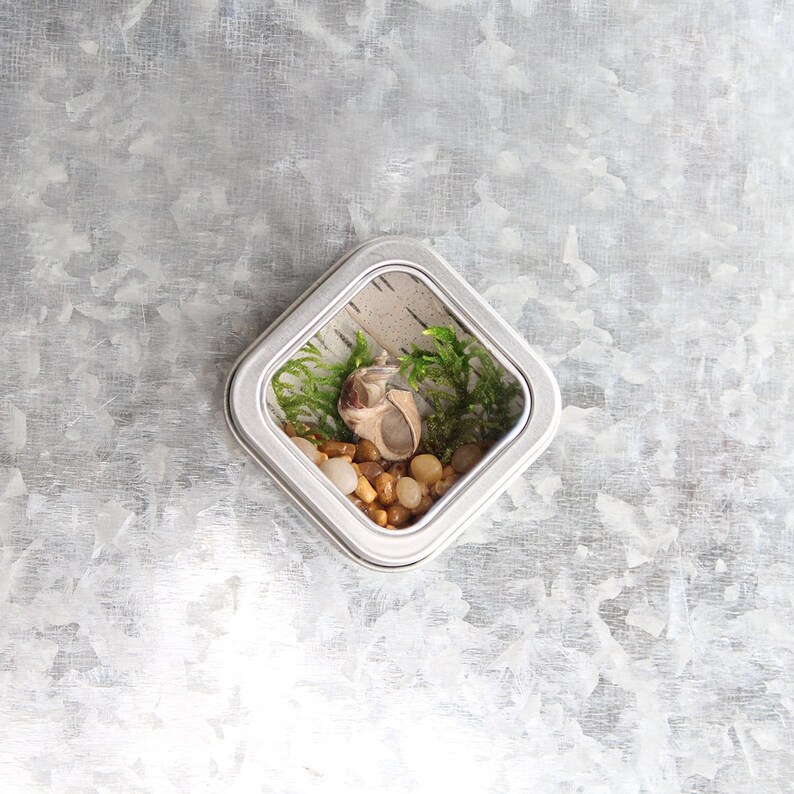 May include: A small, square, silver tin with a clear plastic window. Inside the tin, there are small, brown and white stones, green moss, and a small, brown seashell.