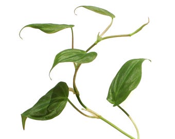 Philodendron 'Micans' - Rooted Cutting