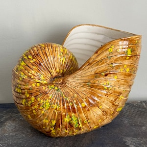 May include: A ceramic seashell planter with a brown and yellow glaze. The planter is shaped like a nautilus shell and has a wide opening at the top.