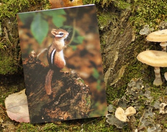 Chipmunk greeting card , needle felted woodland animal, realistic wildlife art , wool felting, nature