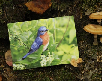 Bluebird in the Blueberries greeting card , needle felted backyard bird, realistic wildlife art , wool felting, nature