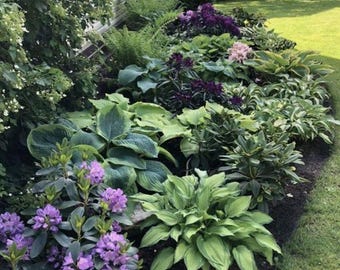 Complete continental garden plan with sun, half shade and shade loving species