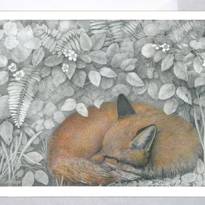 Sleeping Fox in the Briers - Blank note card - Graphite with Colored pencil - Fox in the Briers - Original design, wildlife nature art