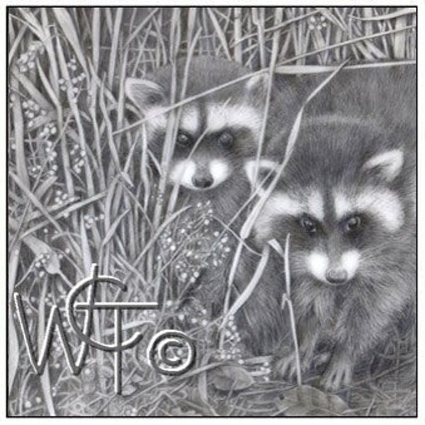 The Little Ones - Raccoons - Graphite drawing - blank note cards - Original design, wildlife nature art, bandit whiskers.