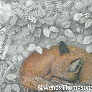 Fox in the Briers Print, Colored Pencil and Graphite Art