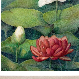 Nenúfares - "Lírio Branco, Rosa Vermelha" - cartão de nota em branco - Design de arte natural de lagoa de nenúfares, arte de lagoa de carpas