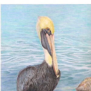 Brown Pelican 1 - Uccelli della spiaggia dell'oceano, design artistico della natura, biglietto vuoto