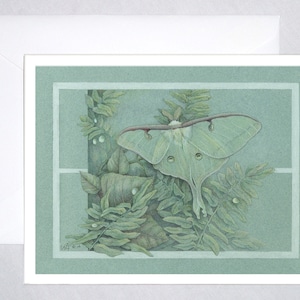 Flora Luna - Belle mite Luna dans les fougères. Cartes de correspondance de style botanique - entomologie, botanique, fleurs sauvages. Conception horizontale
