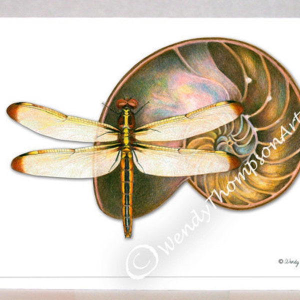 Dragonfly art, Nautilus fossil blank note card - Original design