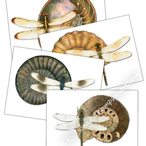 Set of 4 Ammonite Nautilus fossil dragonfly blank note cards - Original design, geology entomology earth tones