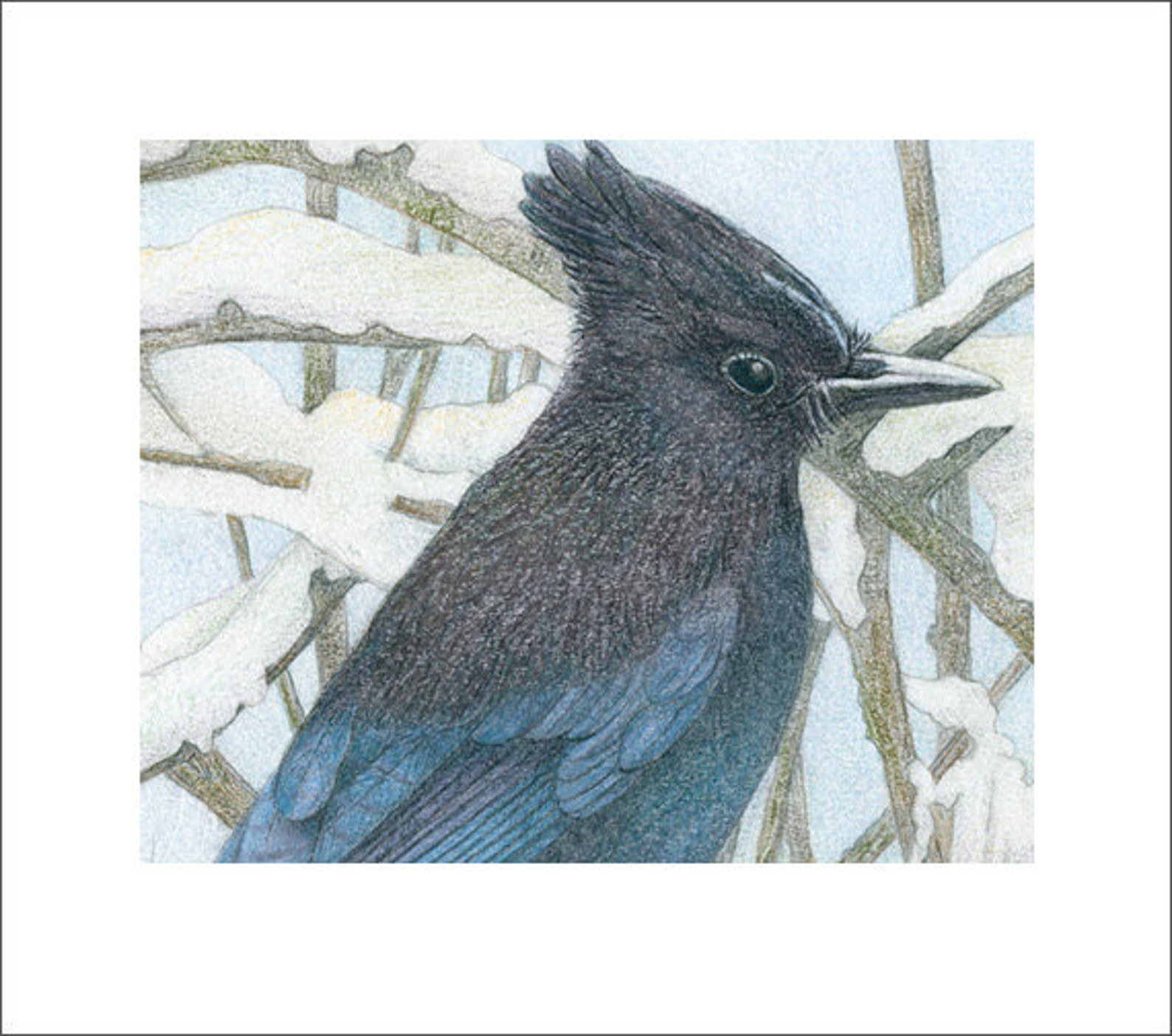 Stellar's Jay Open edition print from original colored | Etsy