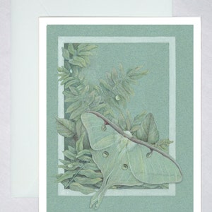 Flora Luna - Belle mite Luna dans les fougères. Cartes de correspondance de style botanique - entomologie, botanique, fleurs sauvages. Conception verticale