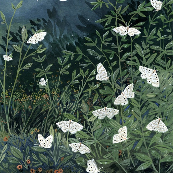 moon moths