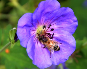 Bee on Purple Flower - Santa Fe NM - Nature Photo Card - Flower Photo Card - 5 or 10 Pack Note Cards - 4x5 or 5x7 Folded - Mail FREE  (USA)