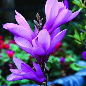 Saucer Magnolia Blooms - Photo Greeting Card - Flower Note Card - 5 or 10 Pack Note Cards - Size 4x5 or 5x7 - US Mailed FREE
