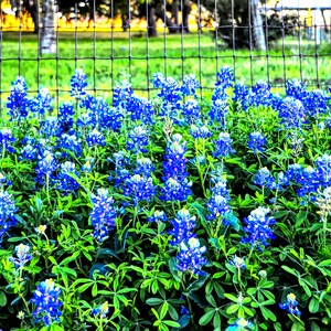 Bluebonnets at the Gate - Texas Photo Note Cards - Nature Note Cards - Flower Note Cards -  5 or 10 Pack Note Cards - FREE SHIPPING in US