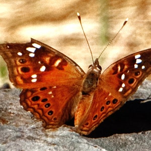 Butterfly - California Sister - Big Bend National Park - Texas -Butterfly - 5 or 10 Pack Note Cards - Size 4x5 or 5x7 - MAILED FREE (US)