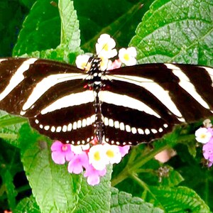 Zebra Helicon Butterfly on Bandana Lantana - New Braunfels TX - 5 or 10 Pack Note Cards - Size 4x5 or 5x7 - Mailed FREE  (US)