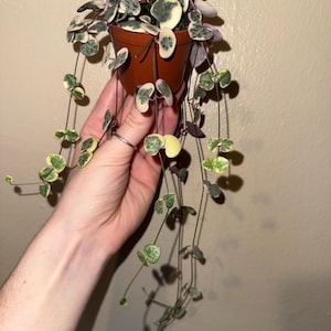 May include: A small brown pot filled with a String of Hearts plant. The plant has heart-shaped leaves with green, white, and purple variegation. The trailing vines cascade downwards, creating a visually appealing display. The plant is held by a hand.