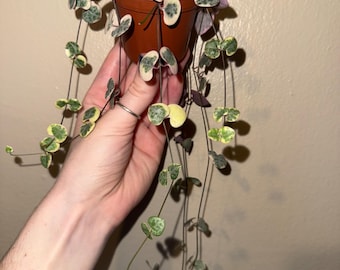 Variegated String of Hearts plant cutting (Not Rooted)