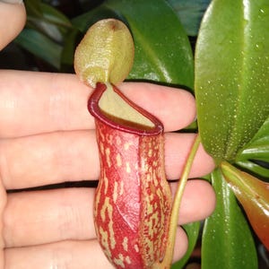 Nepenthes ‘Gaya’ plant cutting (NOT Rooted /Rooted)