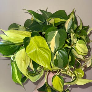 Brasil Philodendron plant cutting (NOT rooted)
