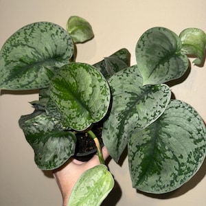 May include: A potted Scindapsus pictus plant, also known as satin pothos, with large, heart-shaped leaves. The leaves are a mix of dark and light green, with a silvery, speckled pattern. The plant is in a black pot.