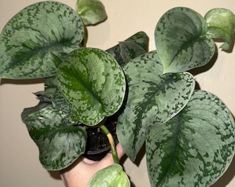 Scindapsus pictus ‘Exotica’ plant cutting (NOT rooted)