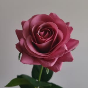 May include: A close-up of a deep pink rose in full bloom. The rose has multiple layers of petals and a dark center. Green leaves and stem are visible. The flower is set against a plain, light gray background.