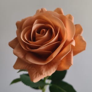 May include: A close-up of a peach-colored rose in full bloom. The rose has many layers of petals, with a spiral center. Green leaves and a stem are visible at the bottom. The flower is set against a plain, light gray background.