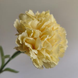 May include: A close-up of a pale yellow carnation flower with ruffled petals. The flower is in full bloom, showcasing its layered texture. A green stem and leaves are visible, set against a soft, neutral background. The flower is a single stem.