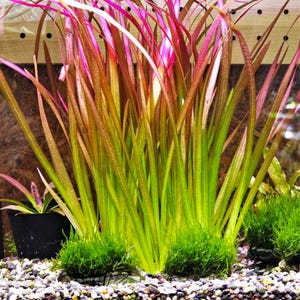 May include: A vibrant aquatic plant with long, slender green leaves, transitioning to reddish-pink at the tips. The plant is surrounded by small, bright green moss and sits on a bed of small, light-colored pebbles. A black pot with a plant is visible in the background.