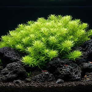 May include: A lush cluster of bright green Rotala aquatic plants growing from a base of porous, dark black volcanic lava rocks. Small red shrimp are visible among the textured stones, set against a deep black background with text in the corner.