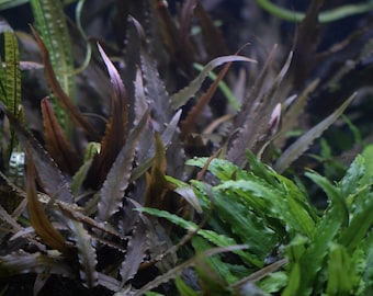 Cryptocoryne Wendtii Brown Freshwater Aquarium Plant