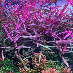 May include: A dense cluster of aquatic plants featuring long, slender, vibrant magenta and deep purple leaves growing vertically, interspersed with smaller, rounded, reddish-green foliage at the base, all submerged within a clear water environment.