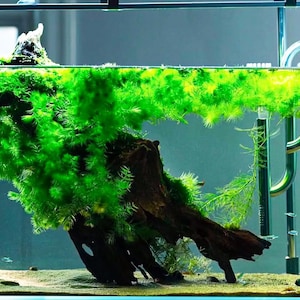 May include: A rectangular glass aquarium filled with water, featuring a large piece of dark brown driftwood covered in vibrant green aquatic moss. The tank includes a metal filter intake pipe, a heater, and small fish swimming near the sandy bottom.