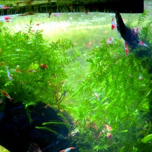 Willow Moss (fontinalis antipyretica) Freshwater Aquatic Plant 2x2 portion