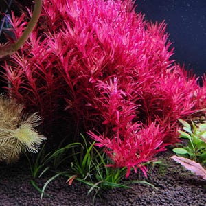 May include: A vibrant aquarium scene featuring lush, bright red aquatic plants. The plants have long, slender leaves and are densely packed, creating a striking visual contrast against the dark background. Green plants and dark gravel are also visible.