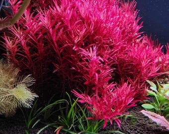 May include: A dense cluster of vibrant magenta aquatic plants with slender, pointed leaves growing in a dark, granular substrate. The stems are densely packed, creating a bushy appearance, with smaller green grass-like plants at the base.