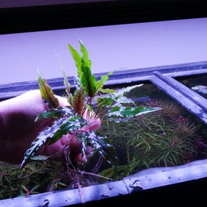 Cryptocoryne Green Freshwater Aquarium Plant