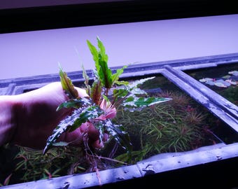 Cryptocoryne Green Freshwater Aquarium Plant