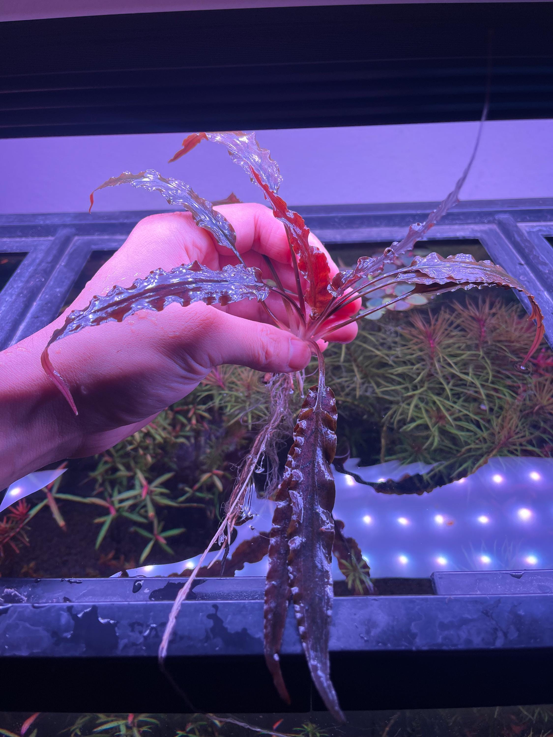 水草 Bucephalandra sp.\"Black hell fire\" Bucephalandra sp.