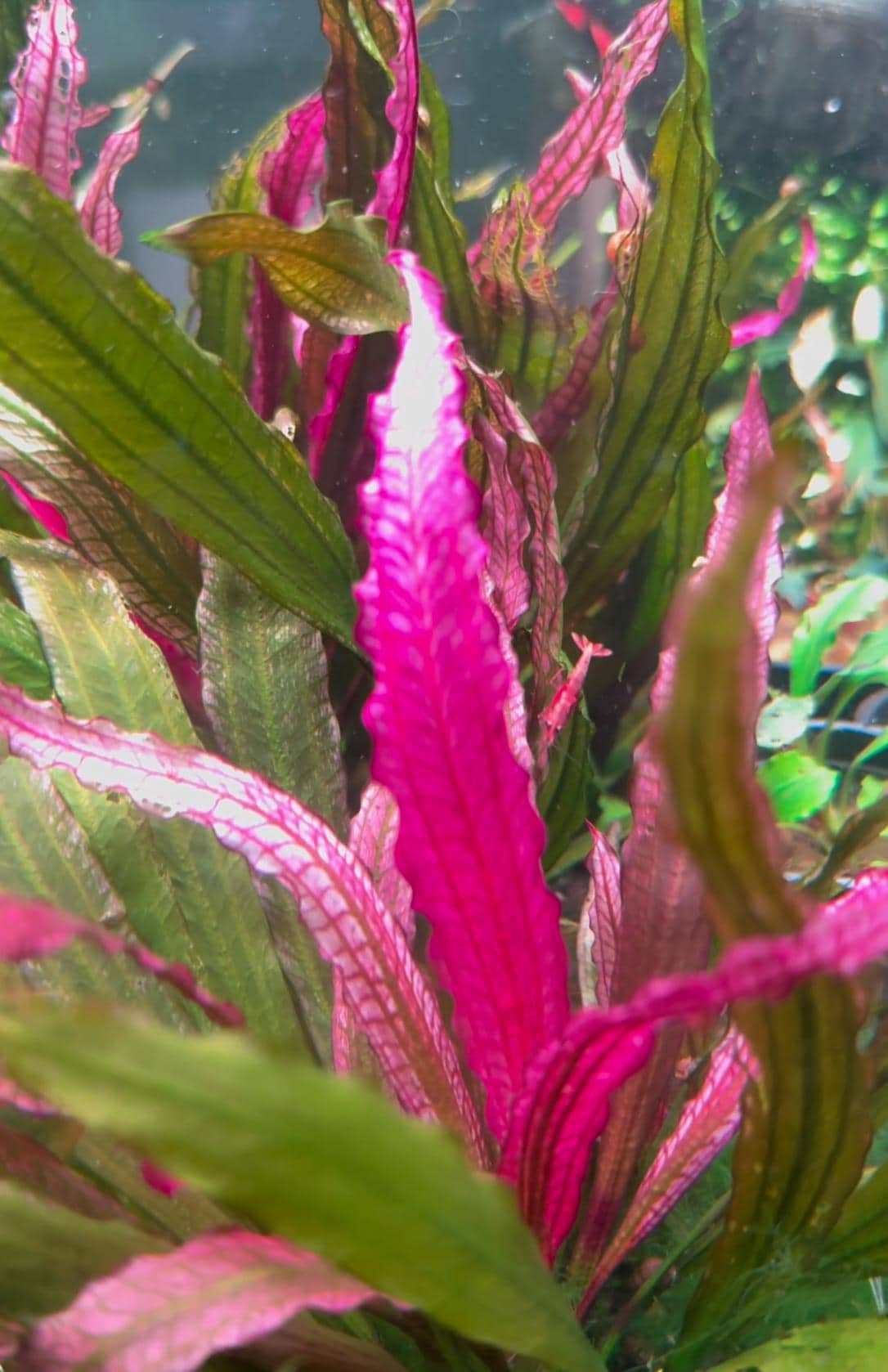 Pink Miracle Sword Freshwater Plant - Etsy