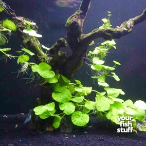 Brazilian Pennywort (hydrocotyle leococephala)