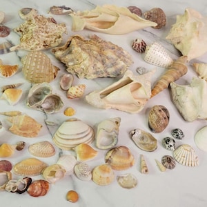 May include: A collection of various seashells in shades of white, beige, orange, and brown. The assortment includes conch shells, spiral shells, and flat shells, arranged on a white surface. The shells vary in size and texture, creating a natural display.