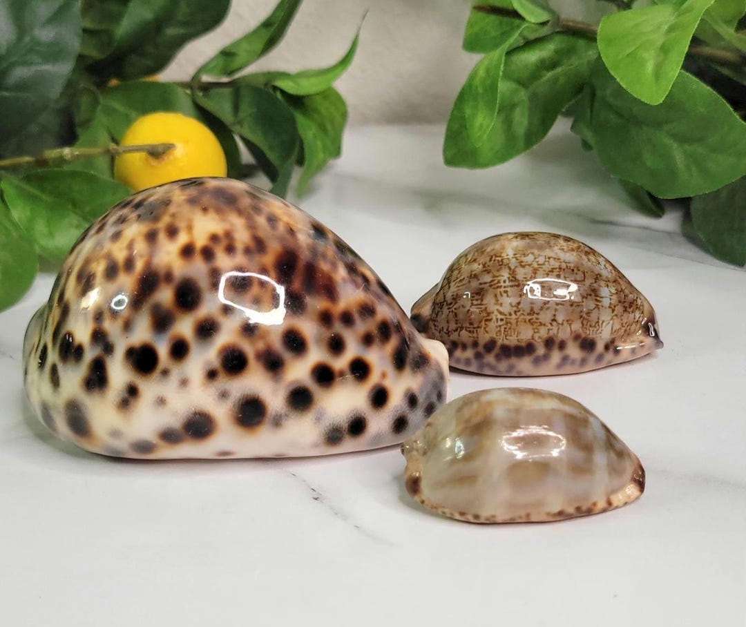 Tiger Cowrie & Arabic Cowrie Shells - 1.5