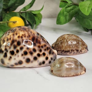 Tiger Cowrie & Arabic Cowrie Shells - 1.5&quot;-3.75&quot; - Set of 3