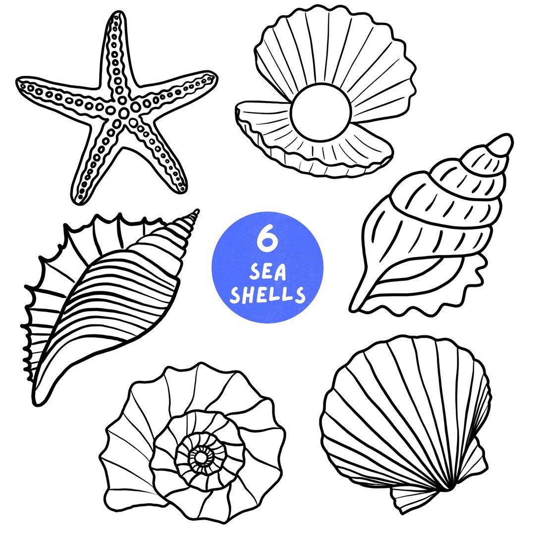 Paquete de imágenes prediseñadas de conchas marinas / 6 ilustraciones ...