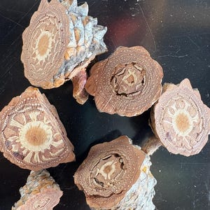 May include: Five cross-sections of a pine cone, showing the intricate patterns of the wood. The sections are various sizes and shapes, with a light brown color and a slightly rough texture.