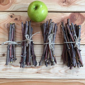 Apple Tree Chew Sticks – Natural Pet Treat for Rabbits & Guinea Pigs – Off Grid No Spray Homestead Grown – Rustic Craft or Decor Bundle